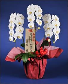 贈答例1