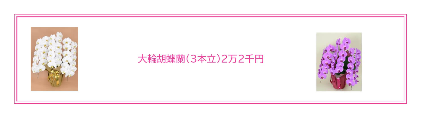 就任・昇格祝いに適した胡蝶蘭