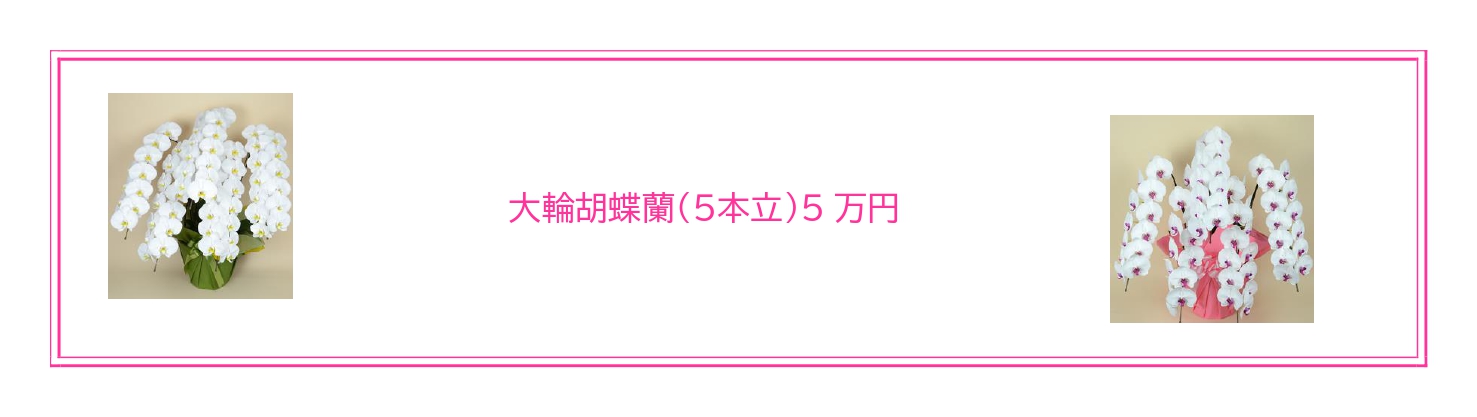 就任・昇格祝いにふさわしい胡蝶蘭