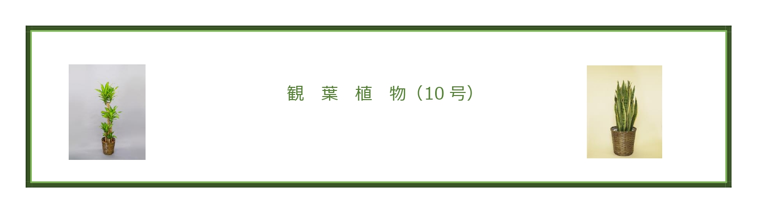 開店祝いに最適な観葉植物