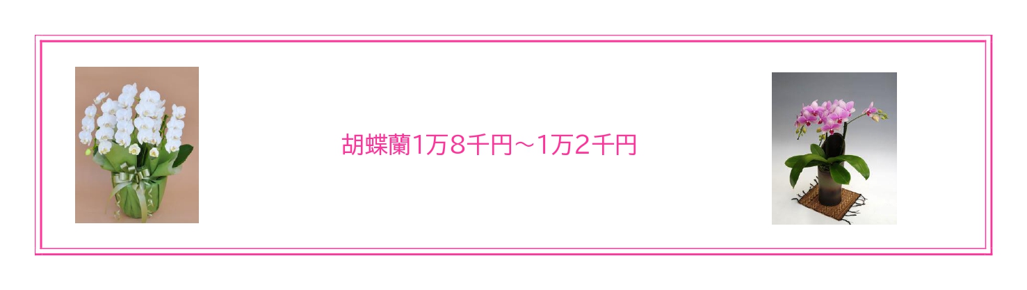 お誕生日・大学卒業祝いに最適な胡蝶蘭
