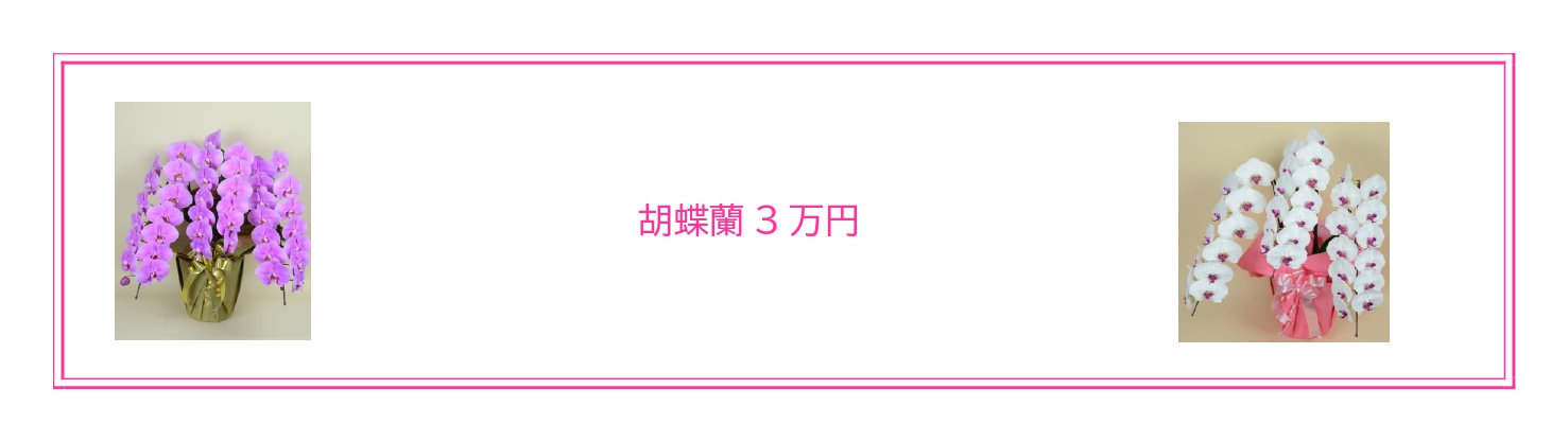 設立祝い・移転祝いに最適な胡蝶蘭