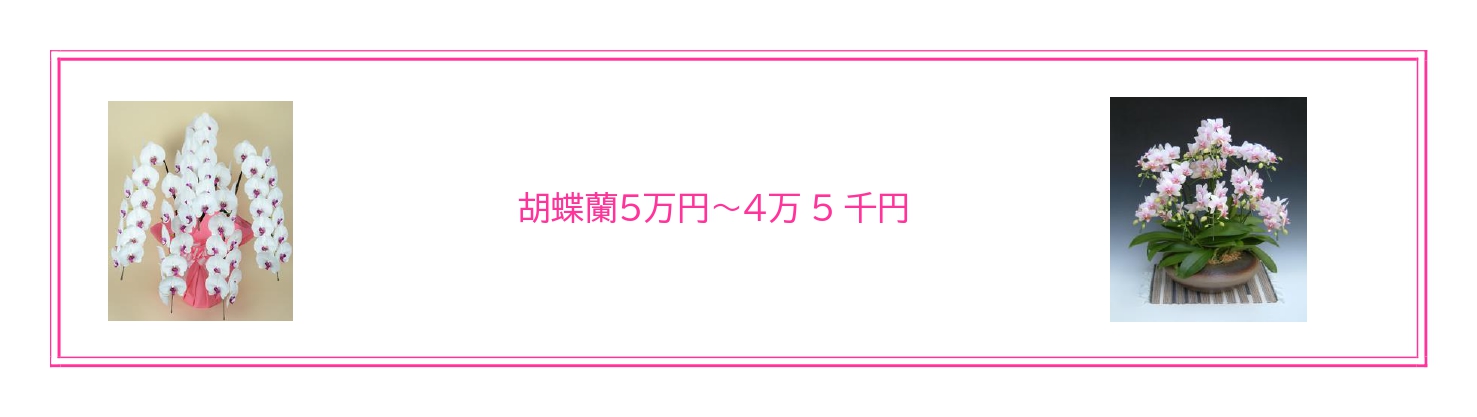 就任祝いに最適な胡蝶蘭