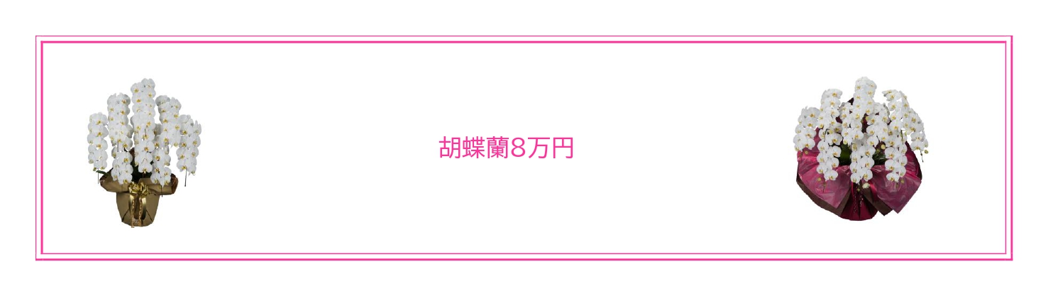 設立パーティー、周年記念に最適な胡蝶蘭