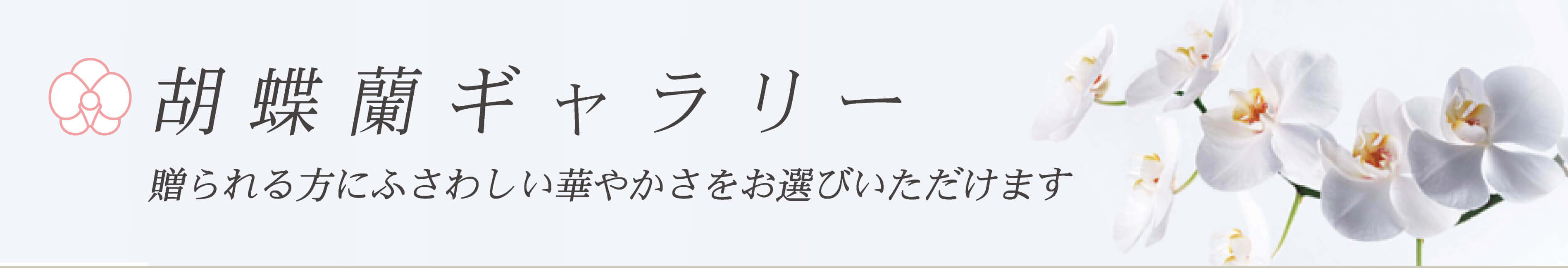 胡蝶蘭3万円昇任祝い 胡蝶蘭ギャラリー