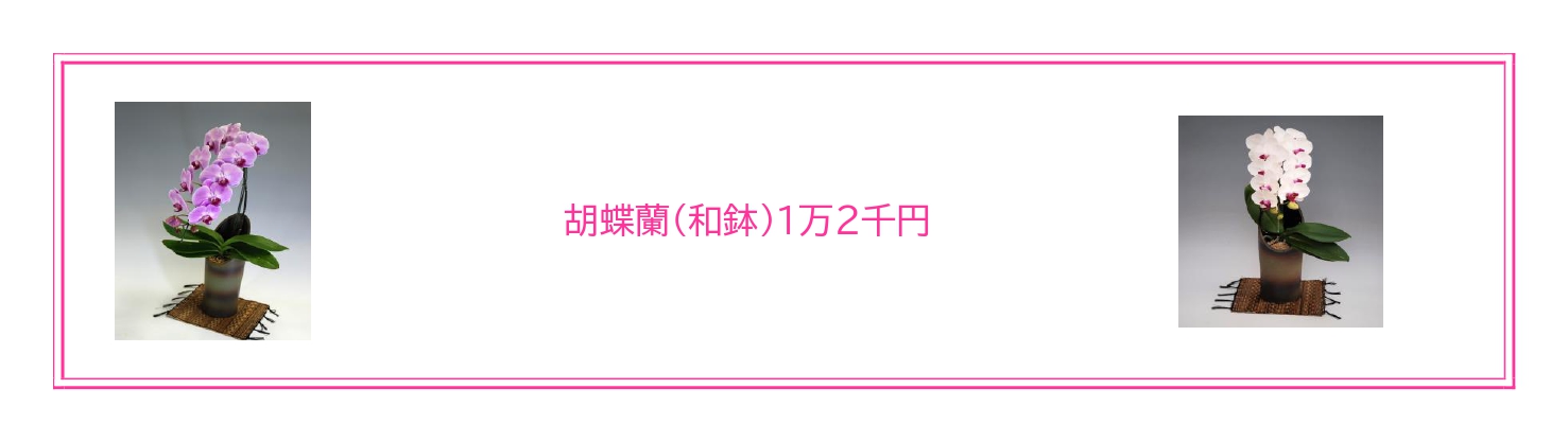 還暦祝い・お誕生日祝いに最適な胡蝶蘭