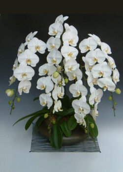 和鉢大輪胡蝶蘭 ホワイト5本立ち まどか（大）