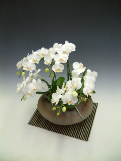 御供花和鉢胡蝶蘭アマビリス　ホワイト