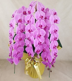 大輪胡蝶蘭 ピンク3本立ち 45輪前後（蕾含む）