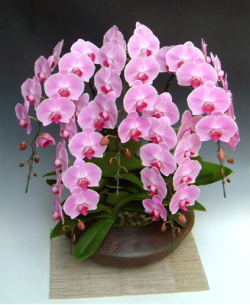 和鉢大輪胡蝶蘭 ピンク5本立ち まどか（大）