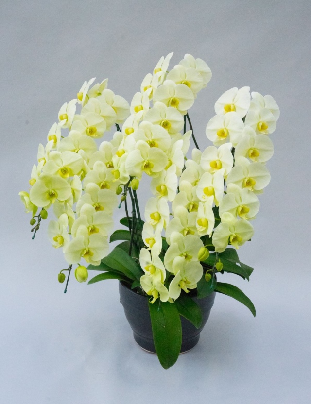 胡蝶蘭ゴールデンアポロン 胡蝶蘭の就任昇格祝い開業開店祝いなら胡蝶