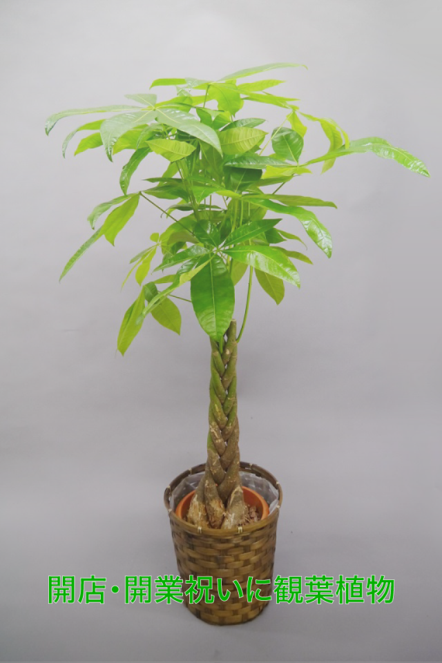 ポトス8号（長い幸せ）