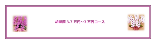 胡蝶蘭3 7万円 3万円コース 胡蝶蘭ギャラリー