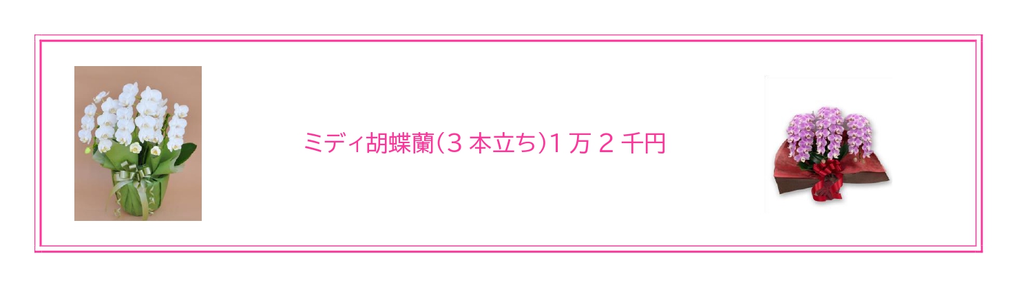 就任・昇格祝いに最適な胡蝶蘭