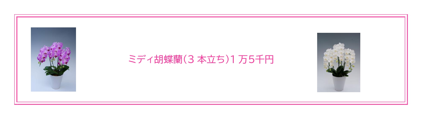 就任昇格祝いに最適な胡蝶蘭