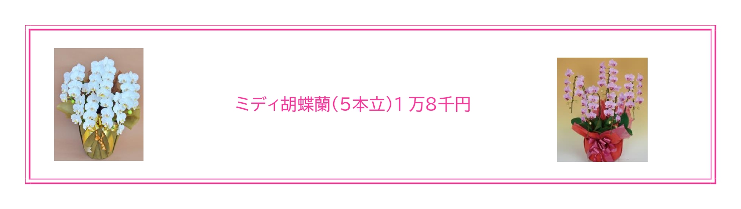 金婚式にふさわしい胡蝶蘭