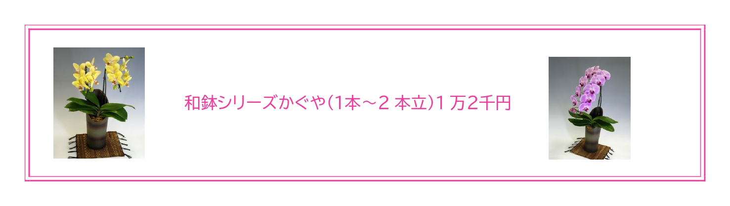 お誕生日に最適な胡蝶蘭