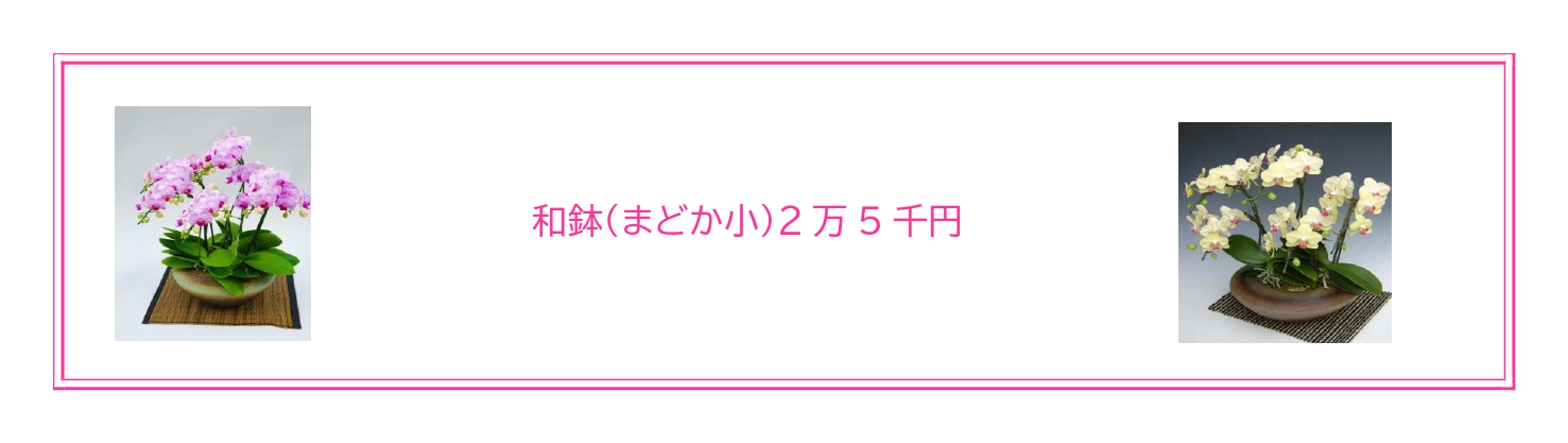 還暦・お誕生日祝いに最適な胡蝶蘭